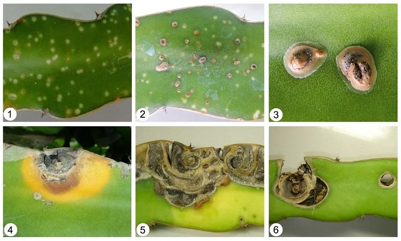 NANO BIO: Hướng dẫn nhận biết các triệu chứng, cách đặc trị và phòng các bệnh do nấm, vi khuẩn gây ra trên cây Thanh Long