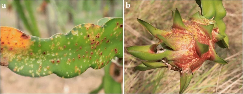 NANO BIO: Hướng dẫn nhận biết các triệu chứng, cách đặc trị và phòng các bệnh do nấm, vi khuẩn gây ra trên cây Thanh Long